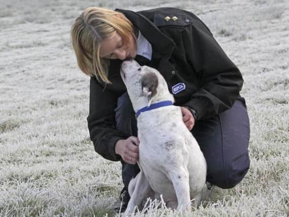 The RSPCA has welcomed plans for tougher sentences in animal cruelty cases