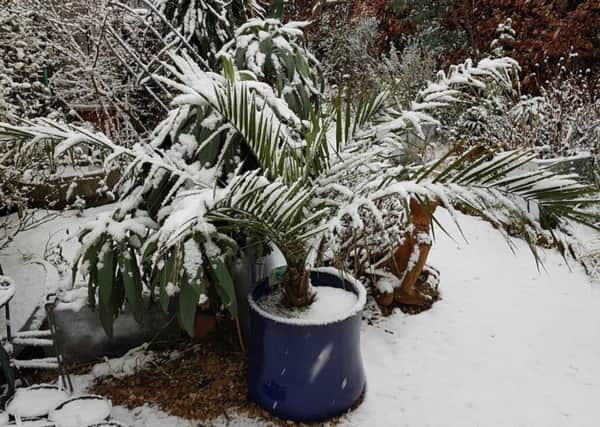 Despite its tropical looks, some palms will stand temperatures down to -8C - and snow.