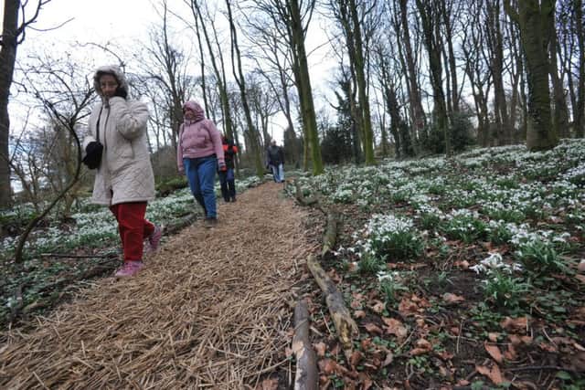 Snowdrop walk in the woods at Greatham's Hospital of God.