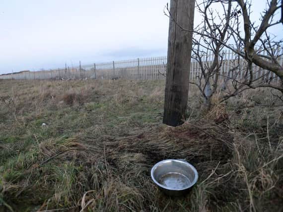 A dog bowl left close to the telegraph pole that the dog was tied against.