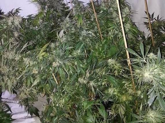 Cannabis plants uncovered by police in a raid on Stephen Street, Hartlepool