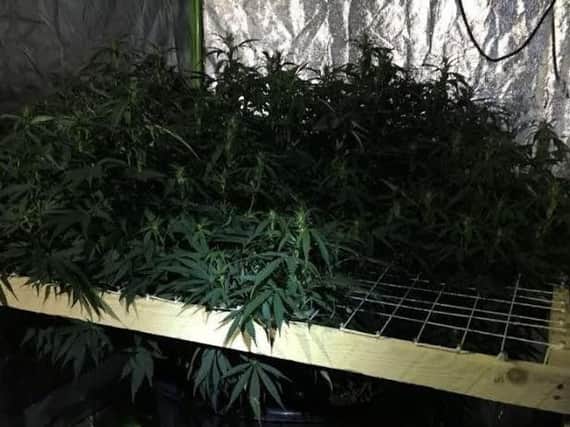Cannabis plants seized at a property on Elwick Road.