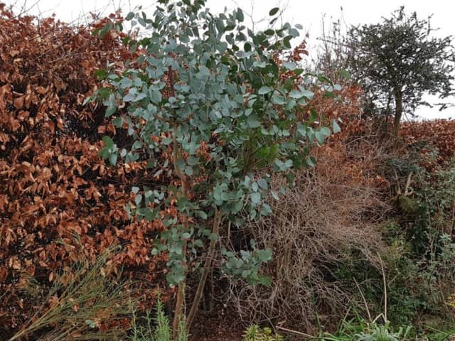 Eucalyptus gunnii pruned to encourage new bluish-green round leaves.