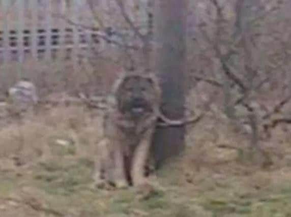 The Caucasian shepherd was destroyed by police in Mainsforth Terrace, in Hartlepool last month.