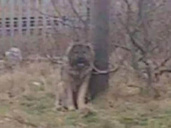 The Caucasian shepherd was destroyed by police in Mainsforth Terrace, in Hartlepool last month.