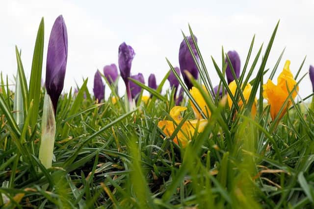 Crocuses starting to sprout in Hartlepool.
