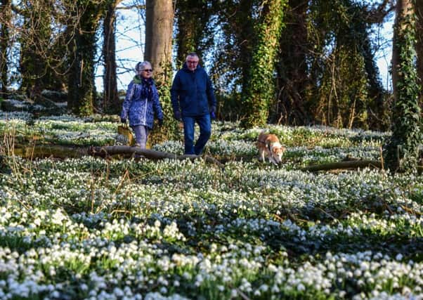 Walking among the snowdrops.