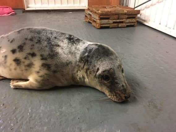 The seal was left injured after it was clipped by a vehicle driving along Tees Road.