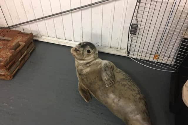 The seal has been treated and cared for by Vets4Pets in Hartlepool when it was first recovered.