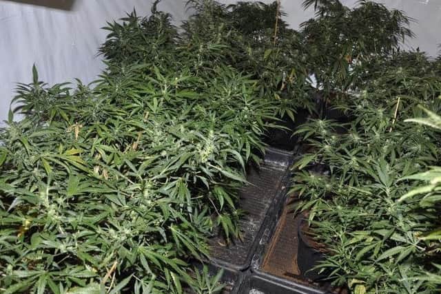 Stephen Readman grew cannabis plants at his home