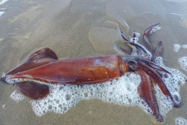 The squid which was helped back into the water.