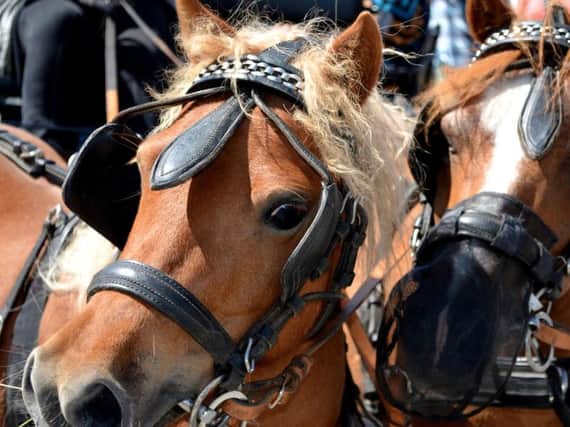 Would you support horse-drawn carriages at Seaton Carew?