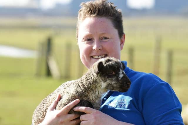 Cate Taylor-Teasdale (Reserve Volunteer) gives a health check to one of the new born mule lambs in the lambing field at Saltholme Nature Reserve. Picture by Frank Reid