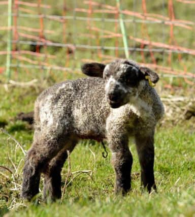 New born lambs in the lambing field at Saltholme Nature Reserve. Picture by Frank Reid