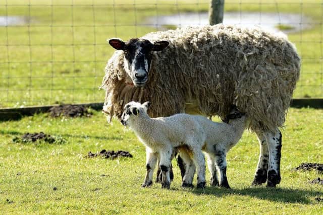 New born lambs and their mother in the lambing field at Saltholme Nature Reserve. Picture by Frank Reid
