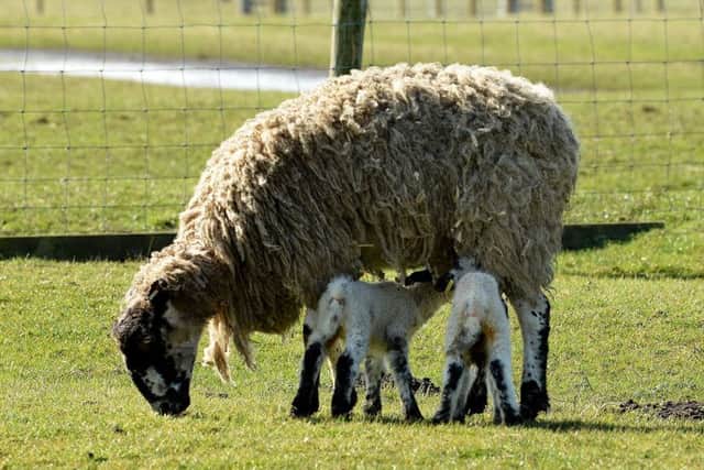 New born lambs and their mother in the lambing field at Saltholme Nature Reserve. Picture by Frank Reid