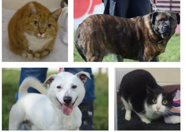 Just four of the pets at Stray Aid needing permanent homes.