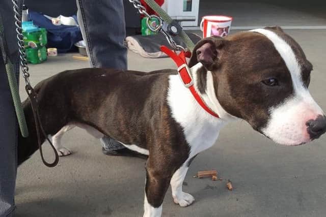 Staffy Jay has found a forever home.