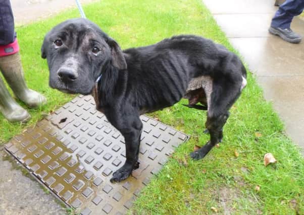 The RSPCA is appealing for information after neglected Magic was dumped.