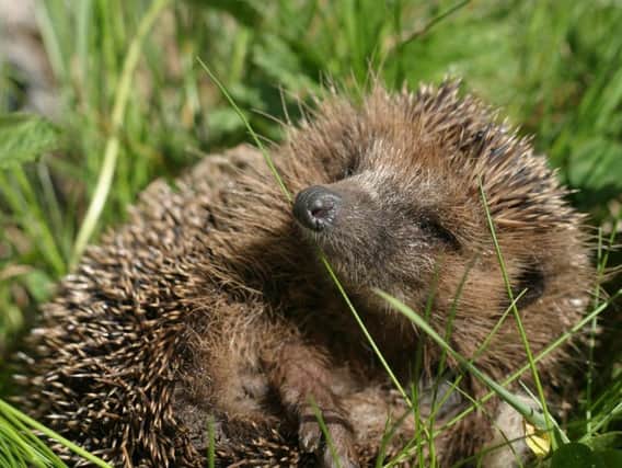 Hedgehog. Picture by David Kaspar via Pixabay