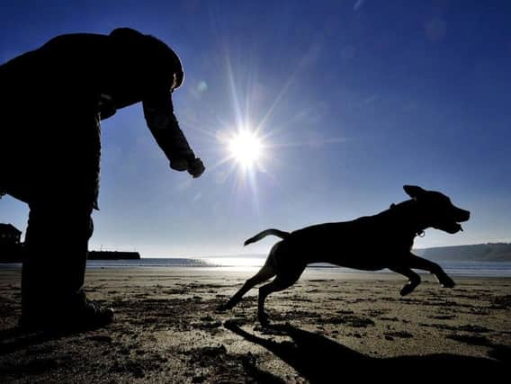 Our writer believes dog owner should take greater responsibility for looking after their pets.