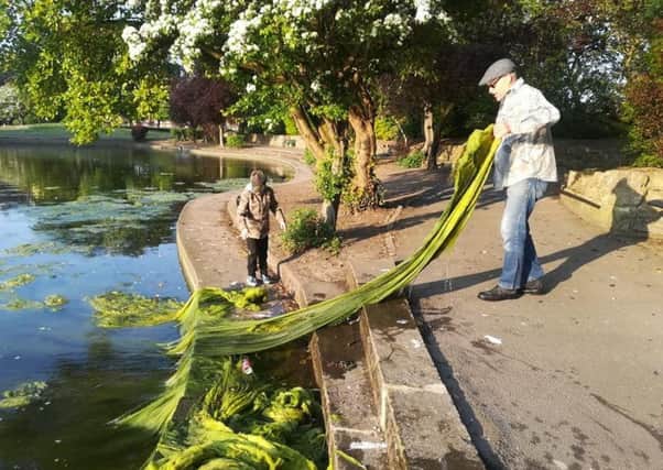 Friends of Rossmere member and ward Councillor Tony Richardson removing a large amount of weed from the park pond.