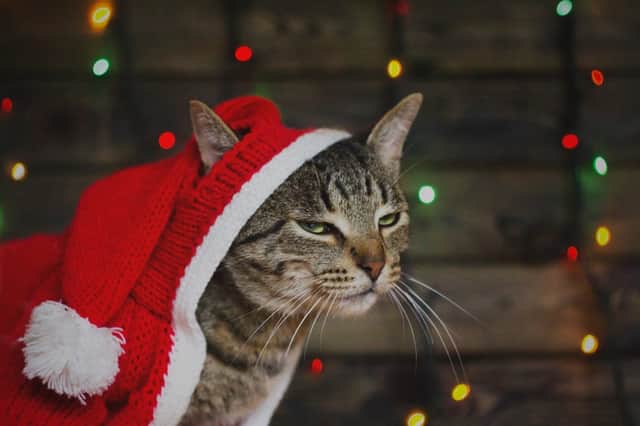 If you are a Grinch, how can you survive the yuletide season? (Photo: Shutterstock)
