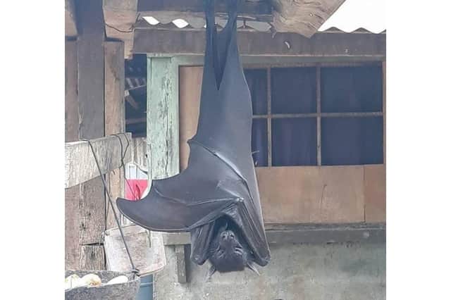 Does this photo really show a bat the size of a human? (Photo: @AlexJoestar622)