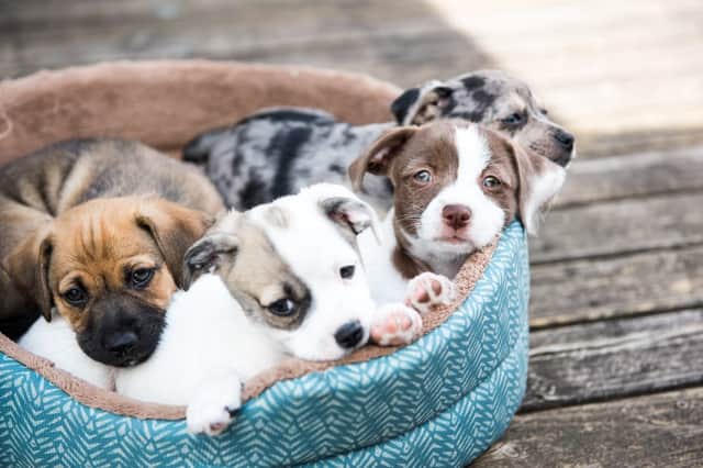 Make sure you're not the target of a puppy scam (Photo: Shutterstock)