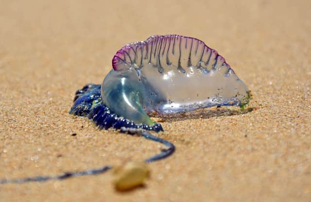 A potentially deadly sea creature has been spotted washed up on a UK beach (Photo: Shutterstock)